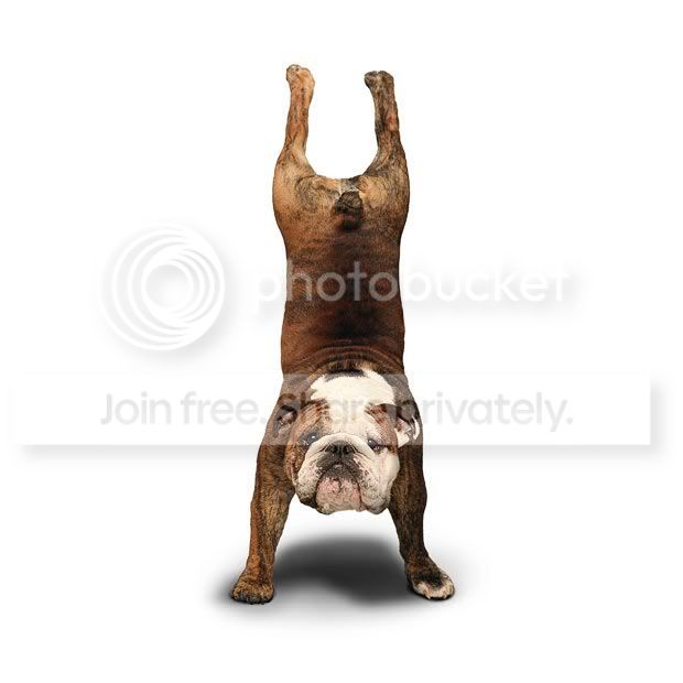 yogadogs21.jpg