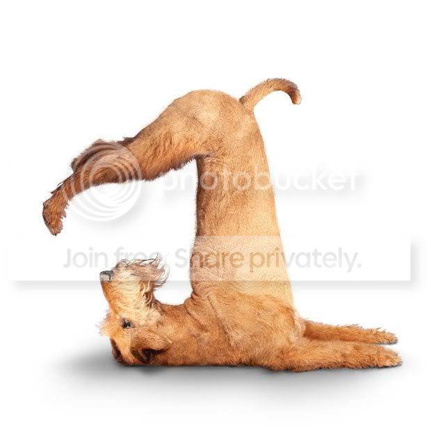 yogadogs23.jpg