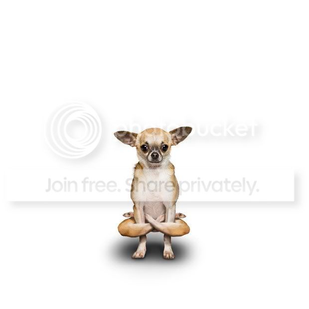 yogadogs24m.jpg