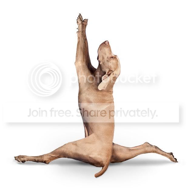 yogadogs25.jpg