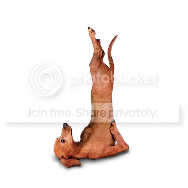 yogadogs26.jpg