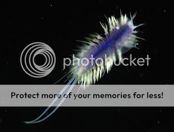 [〖贴图〗] 大西洋发现十种外形奇异的新深海动物 - 杂谈灌水 - ☆翼